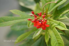 Jatropha integerrima
